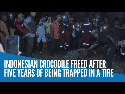 Indonesian crocodile freed after five years of being trapped in a tire