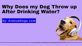 Why Does my Dog Throw up After Drinking Water