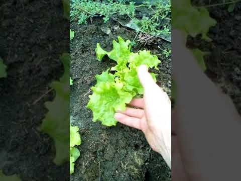Выращивание салата. Начальная стадия