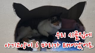 우리 시골집에 아기고양이 여섯마리가 태어났어요