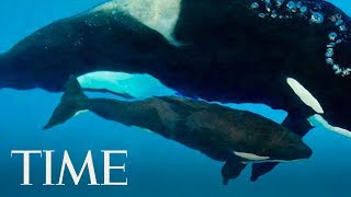 Kyara, The Last Killer Whale Born In Captivity At SeaWorld, Dies At 3 Months Old | TIME