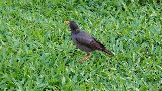 Common myna bird in Singapore