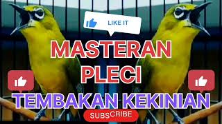 Masteran Pleci Tembakan Kekinian