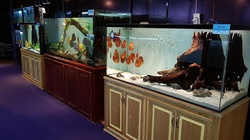 TRIỂN LÃM CÁ DĨA LẦN THỨ 7 NĂM 2019