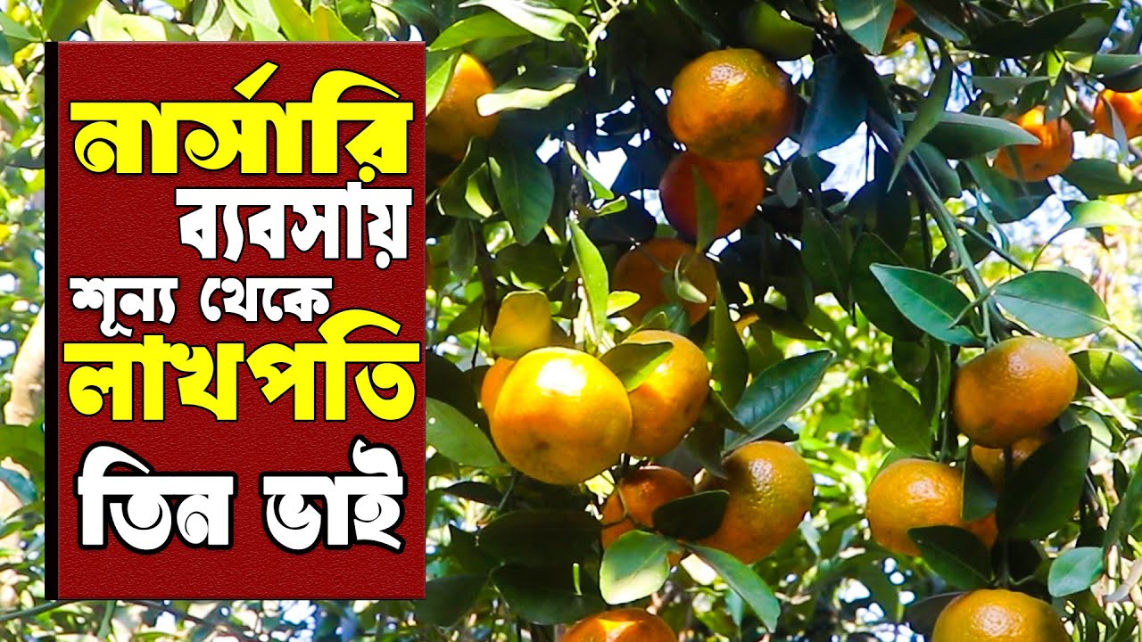 নার্সারি ব্যবসায় শূন্য থেকে লাখপতি ৩ ভাই | লাভজনক হচ্ছে দার্জিলিং কমলার চাষ | Plant Nursery Business