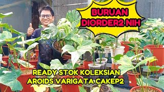 BURUAN DIORDER2 NIH‼️READY STOK KOLEKSIAN AROIDS VARIGATA CAKEP2 