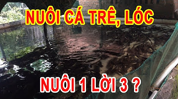 Nuôi Cá Trê Cá Lóc Năm 2021 Còn Có Lời Không? | Trại Cá Phú Yên