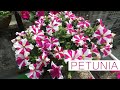 Petunia flower  petunia plant care  how to grow petunias easily from seed