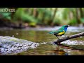 🔴 24/7 LIVE: Peaceful Bird Sounds & Piano 🎹 Deep Relaxing Music for Calm Mind
