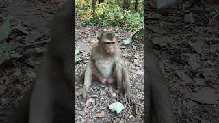 #shorts #rosemonkey