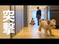 大好きな兄の新居で喜びが限界突破するトイプードル