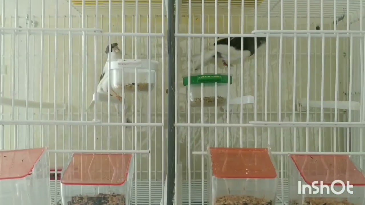 (COMO EMPAREJAR CANARIOS ) para principiantes #timbrados #canarios #islascanarias #grancanaria #bird