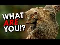 The colugo is the strangest animal youve never heard of
