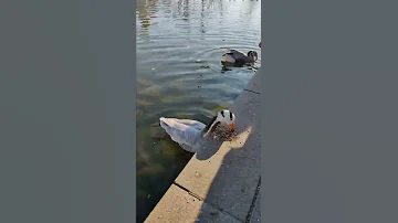 Кормим гусей. Горный гусь. Anser indicus.#goose #птицы #кормление #горный #гуси #краснаякнига