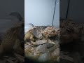 Part (3) of toad are goofy #goofyahh  #frog #cute #funny #jumpscare