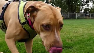 Marcus Rescue Me Season 1, Ep.3 Pitbull Mix Looking For His Forever Home