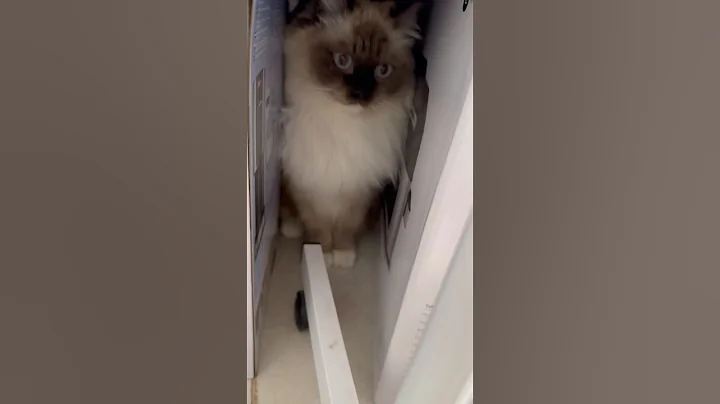 Video 11874331: ragdollcat cat, little cat, big cat