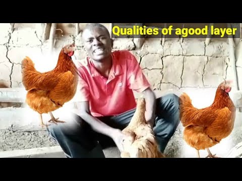 Qualities of a good layer/How to tell that your chicken is a good layer
