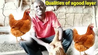 Qualities of a good layer/How to tell that your chicken is a good layer #chicken #birds #farmers