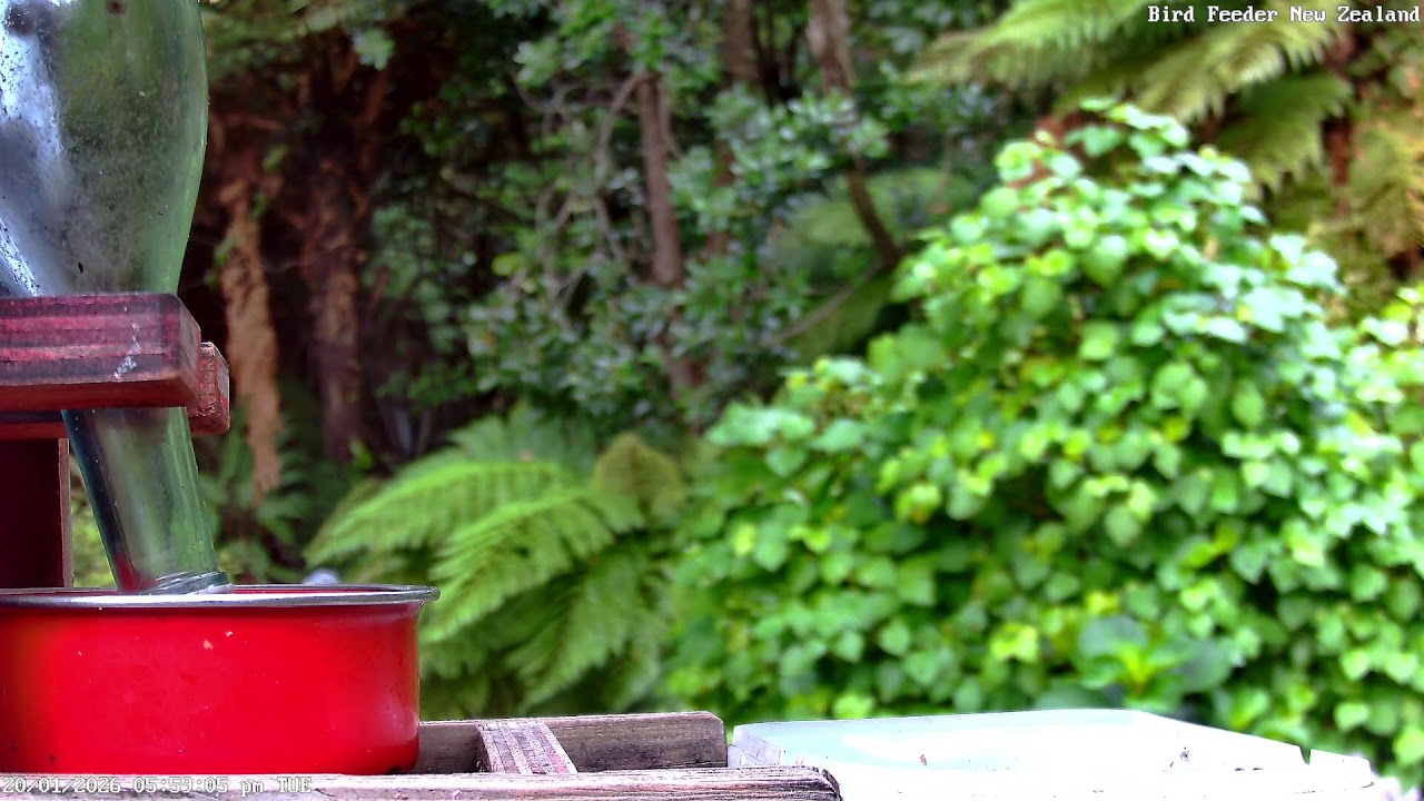 Live Stream Bird Feeder New Zealand