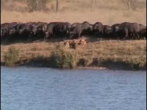 Battle at Kruger - YouTube
