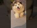 Cute puppy ❤️ #かわいい犬 #anjingcomel #สุนัขน่ารัก#cutedogph #chóđángyêu #anjinglucu #cachorrofofo