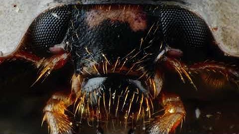 Focus stacking with Novoflex Castel-Mini manual macro rail.