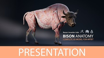 Bison Anatomy - 3D Model presentation in Maya