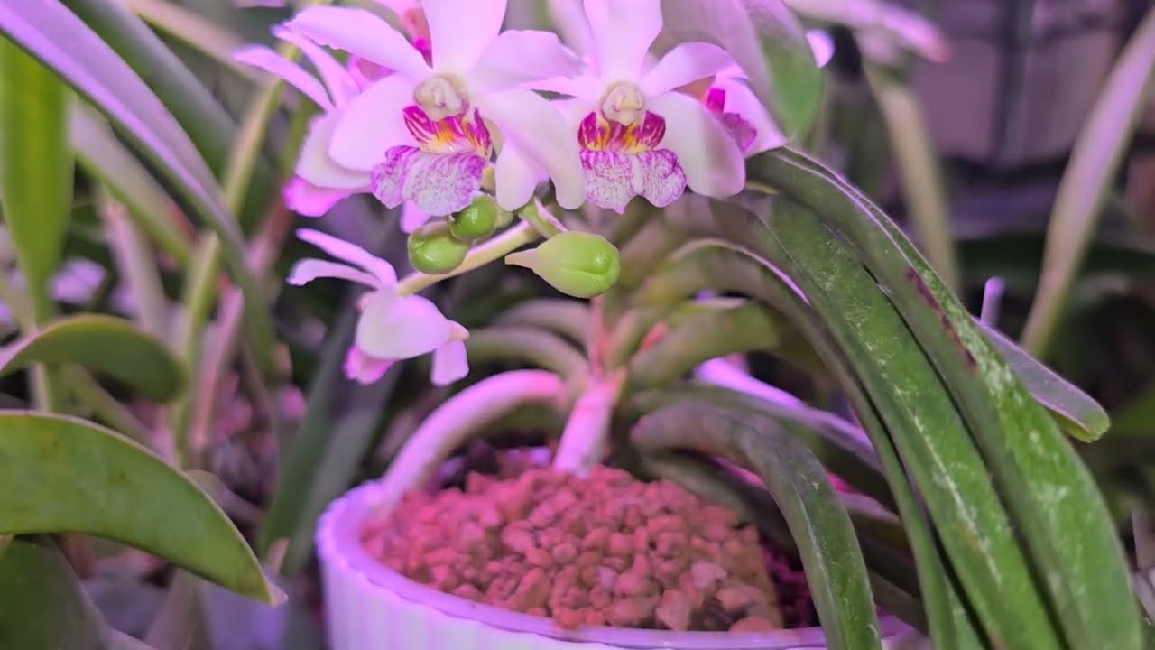 Weekend Walk Around (WEWA) Part 2, 1-18-26