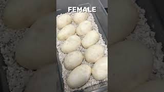I Can’t Get An 11 Egg Clutch 😭 #shorts