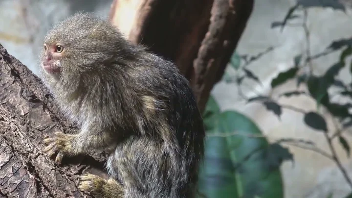 15 Unique Animals of The Amazon Rainforest