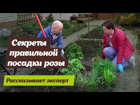 Вопрос: Как сажать розы, завернутые в плёнку Нужно расправлять корни?