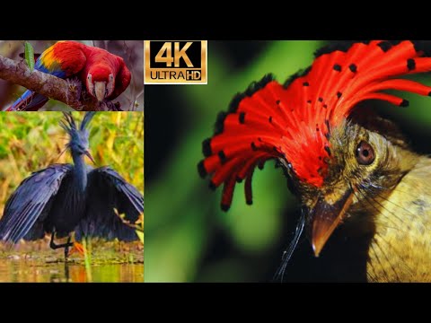 The Greatest Bird Of Paradise Collection In 8K 60Fps Hdr