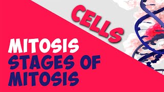 Mitosis - Stages of Mitosis | Cells | Biology | AddyESchool