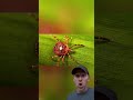 Ticks Are Causing a MEAT ALLERGY Explosion 😱 Alpha-Gal Warning!