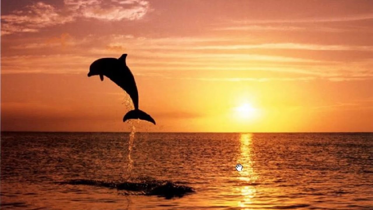 Дельфины в море на закате Дельфины в море на закате