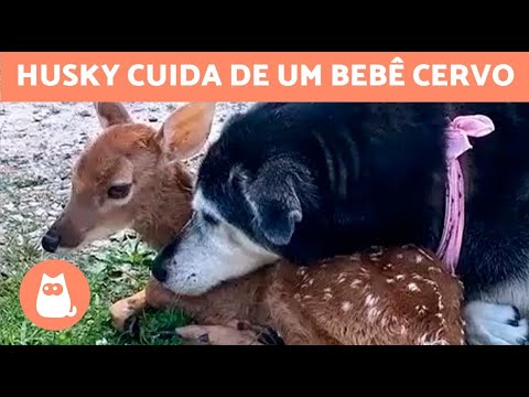 Vídeo: 4 coisas que você terá que desistir de seu Husky