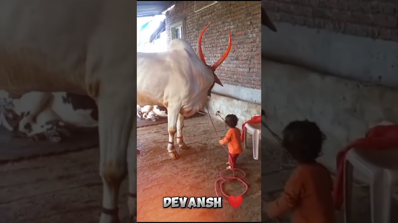 ‼️हारण्या ‼️ 