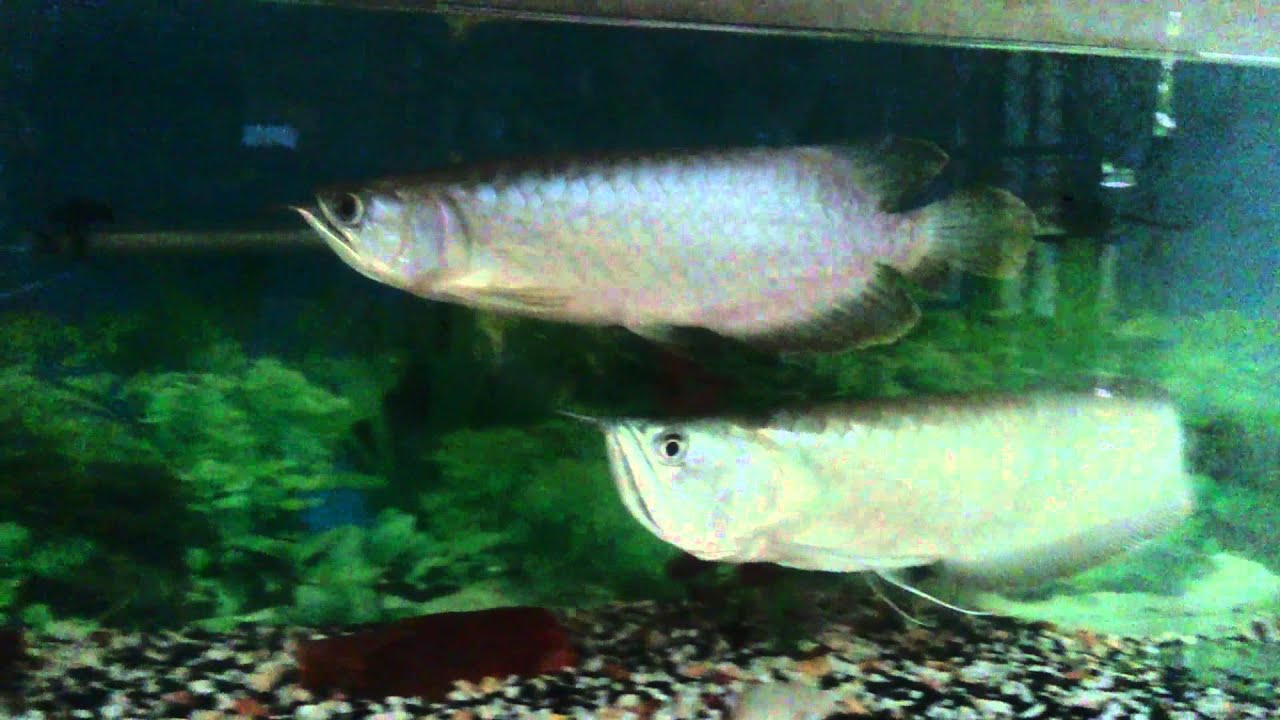 Silver Arowana Green Arowana Sri Lanka YouTube
