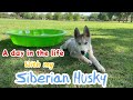 A day in the life with my Husky puppy!!