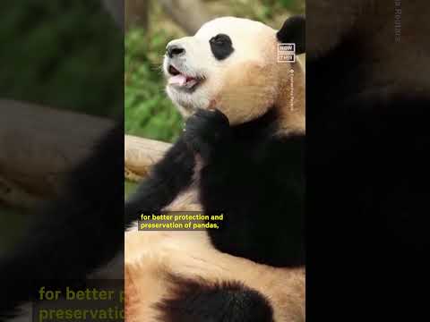 South Korea Zoo Welcomes First Giant Panda Twins