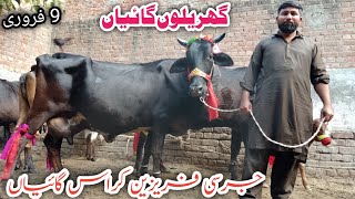 Jarsey Fresian Cholistani Shaiwal cross breed cows fresh rates ! Ali Best 