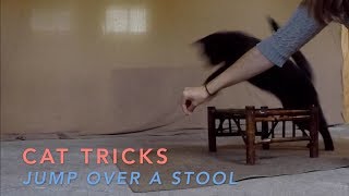 Cat Tricks: Bo Learns to Jump Over a Stool