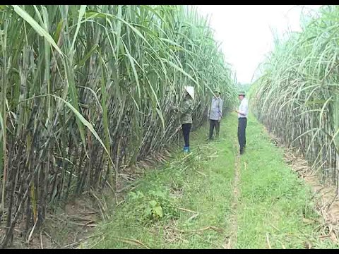 Video Đẩy mạnh XTTM cho ngành nông sản mía đường Việt Nam - youtube