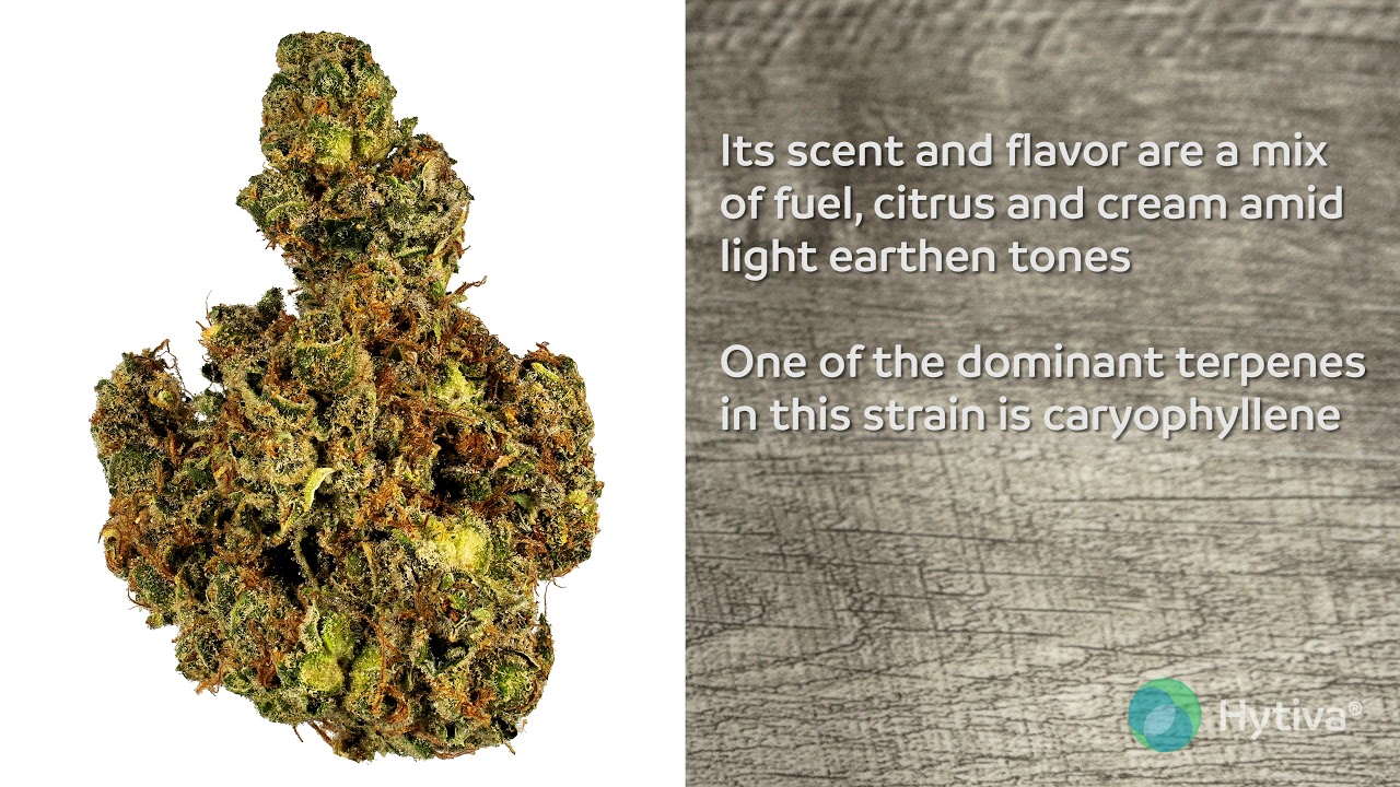 Snowball Strain Review