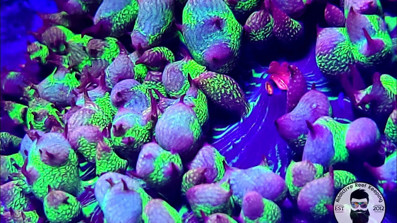 Home grown St. Thomas Coral Mushrooms