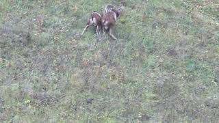 Утром Рано, Два Барана... Early In The Morning, Two Sheep