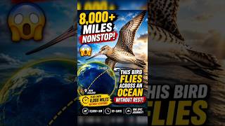 This Bird Flies 8,000+ Miles Without Stopping! 😱🐦 #shorts