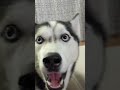 Hilarious Husky Throws Tantrum After Pet Parent Refuses To Give Him Chocolate mp3