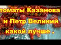 Сравнительный обзор за лето томатов Казанова и Петр Великий